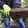 Весенняя посадка роз