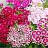 Гвоздика (Dianthus)