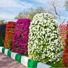 Посев петунии и дальнейший уход