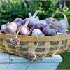 У нас в продаже появился озимый чеснок - сорт Подмосковный.
