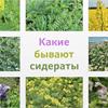Что такое сидераты?