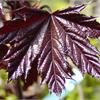 Клен остролистный (Acer platanoides Crimson King) 