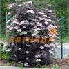 Бузина (Sambucus) nigra Thundercloud