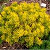 Сосна горная Carstens Wintergold