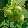 Фундук - ценная орехоплодная культура