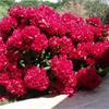 Рододендрон зачаровывает своим цветением