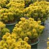 Золотистая сосна Carstens Wintergold