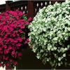 Очень пышная петуния шариком 