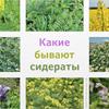 Сажаем сидераты 