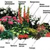 12 правил размещения растений в цветниках
