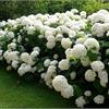 Гортензия древовидная White Dom 