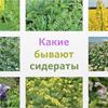 Что такое сидераты?