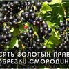 10 золотых правил обрезки смородины 