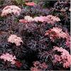 Бузина (Sambucus) nigra Black Tower
