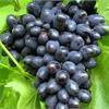Виноград (Vitis) Kordianka особенности сорта 