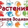 Какой цветок подходит вам по знаку зодиака?