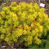Сосна горная Carstens Wintergold