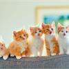 Натуральный корм для кошек, как правильно составить меню?