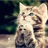 Типы котиков))) Юмор)