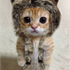 А вдруг котик голодный?