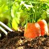 10 способов посева семян моркови