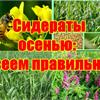 Сажаем сидераты к осени