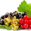 Осень – лучшее время для посадки смородины 