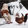 Что делать, чтобы куры хорошо неслись зимой!