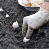 Подзимний и озимый посев чеснока