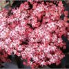 Бузина (Sambucus) nigra Black Tower