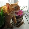 Кошка ест цветы, что делать?