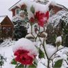 Как правильно накрыть розы на зиму?