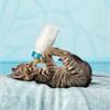 Можно ли котенку молоко? 