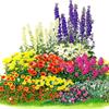 Какие цветы можно сеять под зиму?