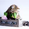 Кошка ест цветы, что делать?