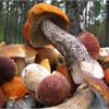 10 причин выращивать грибы!!!
