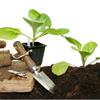 Выращивание рассады. 8 проблем и их решение.