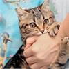 Как отучить котенка кусаться?