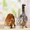 Как правильно кормить кошку?