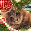 10 способов отвадить кошку от новогодней ёлки!