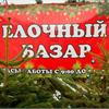 Новогодние ёлки уже в продаже!