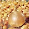 Лук-севок ЗОЛОТИСТЫЙ СЕМКО в продаже! 