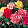 Гвоздика (Dianthus)