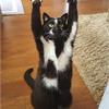 Как выглядит котио, игровая площадка для кошек?