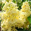 Желтая сирень vulgaris Primrose