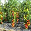Представляем в нашем магазине сверхпродуктивные томаты!
