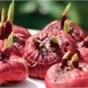 Клубнелуковицы гладиолуса. Ревизия хранения!