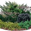 11 пряных растений, которые украсят любой цветник