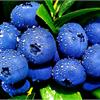 Голубика высокая Блюкроп (Bluecrop)