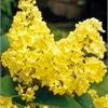 Желтая сирень vulgaris Primrose